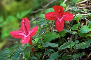Valdivian: African Violet / Estrellita - brightly red coloured