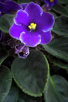 Saintpaulia: African violet, a Saintpaulia cultivar with purple