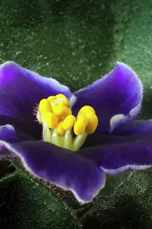 Saintpaulia: African violet, a Saintpaulia cultivar with purple