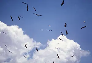Soaring: AFRICAN VULTURES - flock in flight