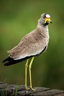Wattled: African wattled lapwing (Vanellus senegallus), Hluhluwe-iMfo