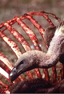 Sinister: African White-backed VULTURE - close-up of head & carcass