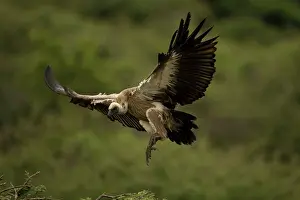 Scavanger: African White-Backed Vulture. Coming in to land