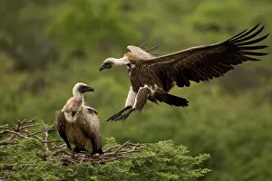 Scavanger: African White-Backed Vulture - Coming in to land