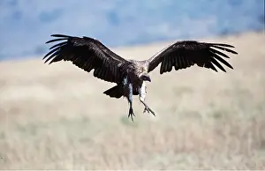 Backed: African White-backed VULTURE - coming in to land