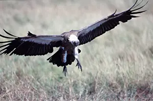 Backed: African White-backed VULTURE - coming in to land