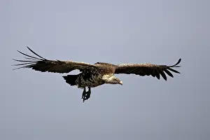 Sinister: African White-backed Vulture - in flight