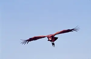 Hayden Oake: African White-backed VULTURE - in flight