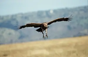 Backed: African White-backed VULTURE - in flight