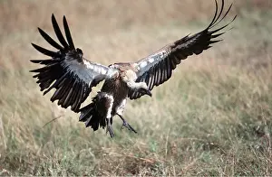 Backed: African White-backed VULTURE - landing