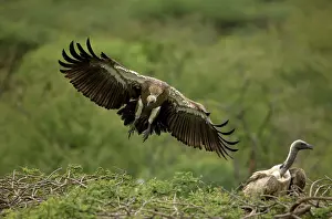 Outstretched: African White-Backed Vulture - Landing on tree