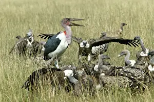Crumeniferus: African White-backed Vulture with Marabou Stork