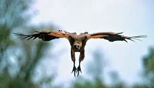 Preparing: African White-backed VULTURE - preparing to land