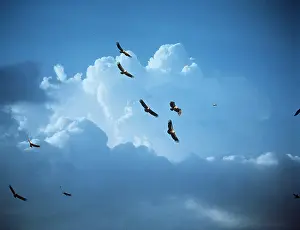 Eric Dragesco: African white-backed VULTURES - in flight