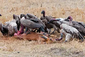 Abundant: African white-backed vultures (Gyps africanus)