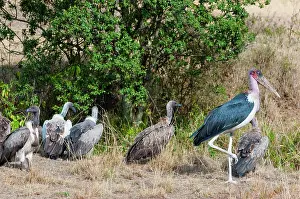 Marabou: African white-backed vultures (Gyps africanus)