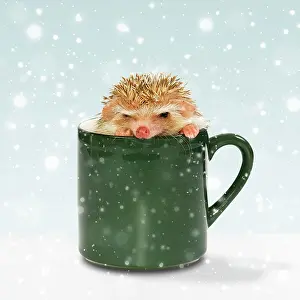 Erinaceidae: African white-bellied hedgehog in a cup