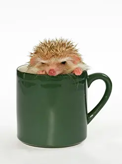 Erinaceidae: African white-bellied hedgehog in a cup