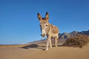 Playa: African wild ass (Equus africanus asinus ) at the