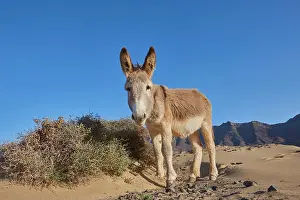 Donkey: African wild ass (Equus africanus asinus ) at the