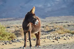 Cofete: African wild ass (Equus africanus asinus ) in barren