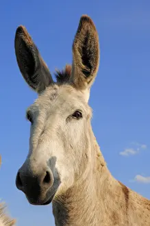 Donkey: African wild ass (Equus asinus), donkey