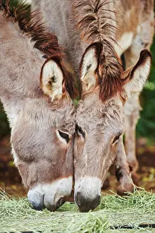 Asses: Two African wild asses (Equus africanus asinus)