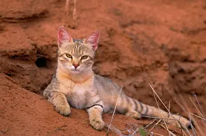 Lybica: African Wild Cat