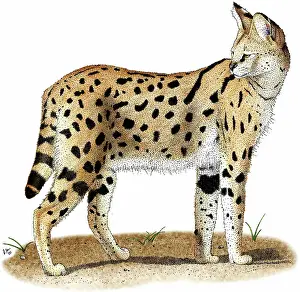 Serval: African Wild Cat