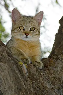 Camelthorn: African Wild Cat - Kitten sheltering in camelthorn