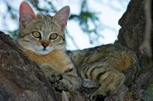 Camelthorn: African Wild Cat - Kitten sheltering in camelthorn