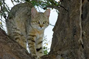 Camelthorn: African Wild Cat - Kitten sheltering in camelthorn