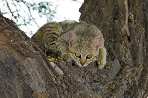 Camelthorn: African Wild Cat - Kitten sheltering in camelthorn