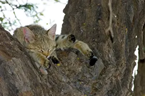 Camelthorn: African Wild Cat - Kitten sleeping in camelthorn
