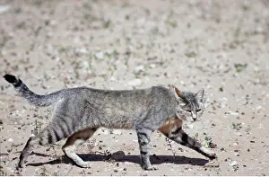 Clem Haagner: AFRICAN WILD CAT- prowling walk