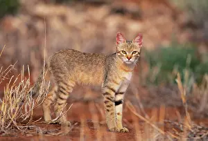 Lybica: African WILD CAT - standing