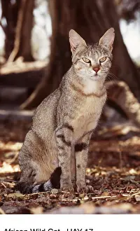 Hayden Oake: AFRICAN WILD CAT - by tree
