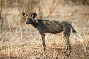 Decreasing: African Wild Dog
