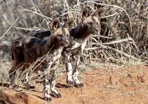 Madikwe: African Wild Dog