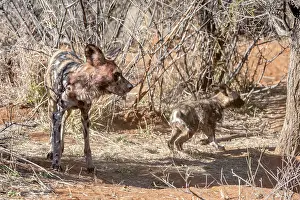 Madikwe: African Wild Dog