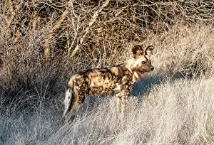 Madikwe: African Wild Dog