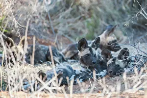 Madikwe: African Wild Dog