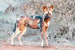 Madikwe: African Wild Dog