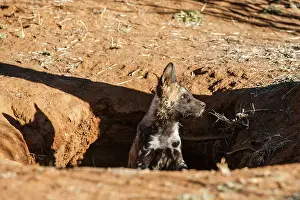 Madikwe: African Wild Dog