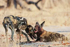 Greet: African Wild Dog