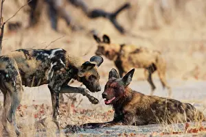 Greet: African Wild Dog