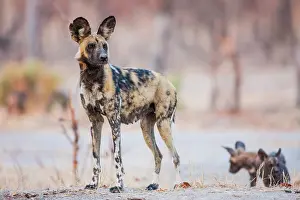 Sentry: African Wild Dog