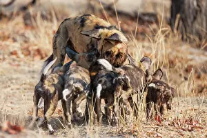 Nurturing: African Wild Dog