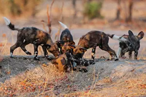 Exercise: African Wild Dog