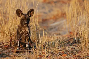Sentry: African Wild Dog